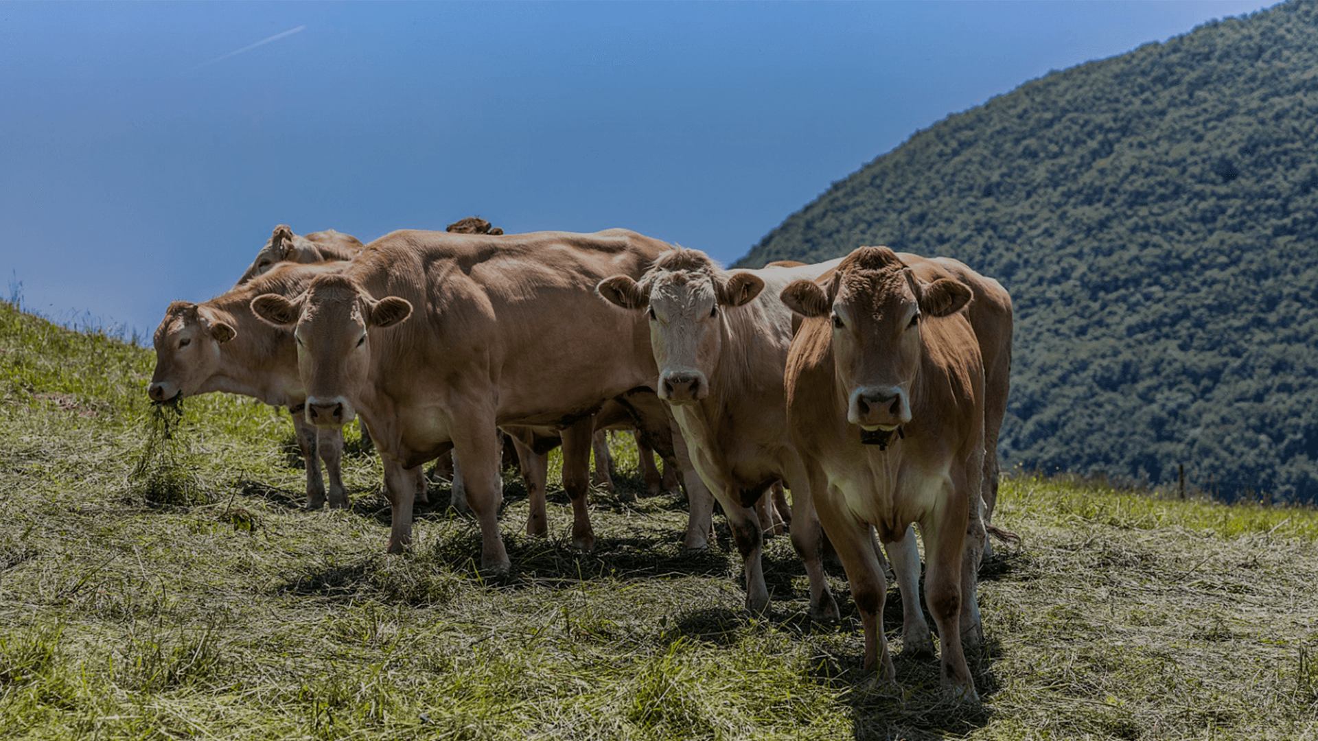 Macellai Vicenza, mucche al pascolo